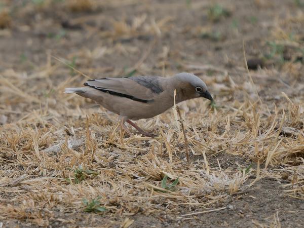 <h3><a href="/trips/tanzania/biota/animalia/chordata/aves/040 passeriformes/113 passeridae/pseudonigrita arnaudi/pseudonigrita arnaudi-nl.html">Pseudonigrita&nbsp;arnaudi</a> / Grey‑capped&nbsp;social&nbsp;weaver / Marmerwever</h3>OM-1 Mark II met OLYMPUS M.150-400mm F4.5 TC, 1/2000 sec  bij F5.6, ISO 640, afstand 14.6&nbsp;m